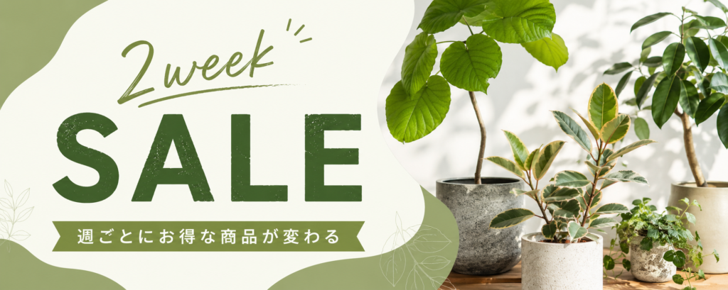 AONOKI 2week SALE