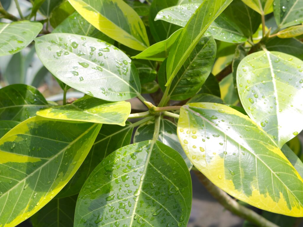 フィカス・アルテシマ 観葉植物