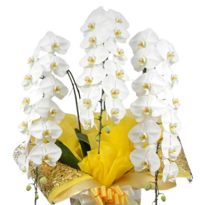 gift-image1-600x600
