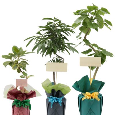 gift-image2-600x600